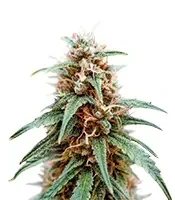 Super Lemon Cloud Auto (Herbies Seeds)