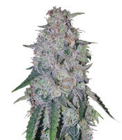 King's Banner regular (Dark Horse Genetics)