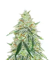 Orange Cream Pop Feminized (Humboldt Seed Company)