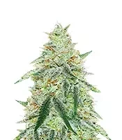 Orange Cream Pop Feminized (Humboldt Seed Company)