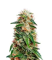 Bc Diesel (Blimburn Seeds)