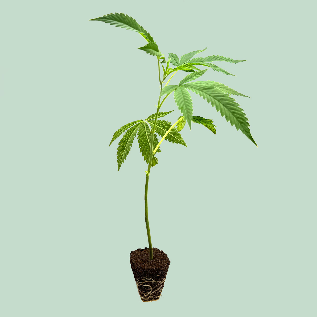 Girl Scout Cookies - Cannabis Stecklinge