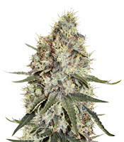 Amnesia (Seedstockers)