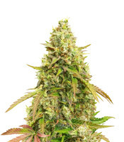 Auto White Widow (Dutch Passion)