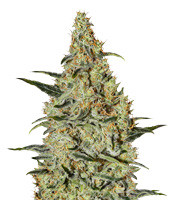 Neville's Haze Regular (Mr. Nice Seedbank)