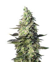 Green Poison XL Auto (Sweet Seeds)
