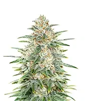 Psychofruit Auto (Cream of the Crop Seeds)