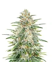 Psychofruit Auto (Cream of the Crop Seeds)
