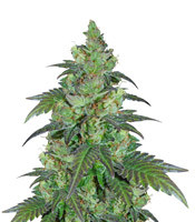 Chiesel (Big Buddha Seeds)