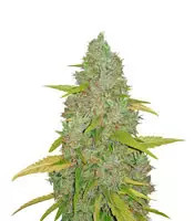 Amnesia Mac Ganja (Kera Seeds)