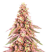 Glue Cookies (AlphaFem Seeds)