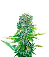 Auto Love Peace (VIP Seeds)