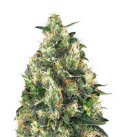 Super Skunk Autoflower (Seedstockers)