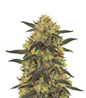 Leisure Zoot Larry (Dr Krippling Seeds)