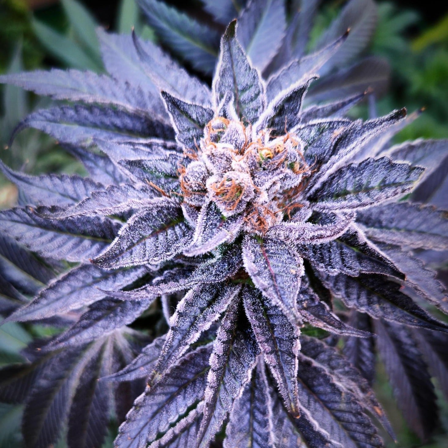 Gogurtz (Runtz Kreuzung) Steckling - 1 Steckling