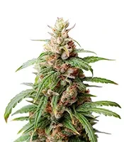 Neville's Rose Auto (Delicious Seeds)