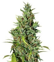 Neville Haze Ryder Auto (World of Seeds)