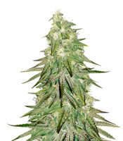 Acid Dough (Ripper Seeds)