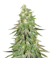 Acid Dough (Ripper Seeds)