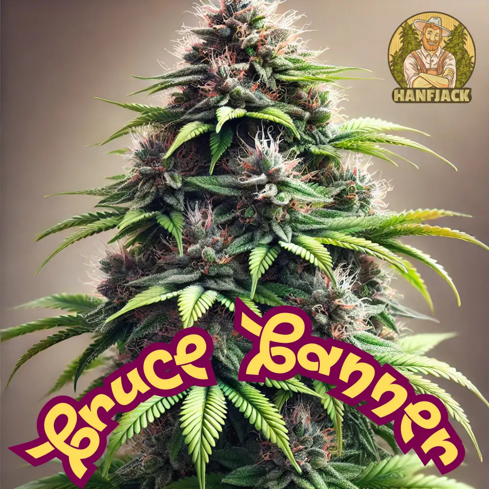 Bruce Banner Auto - 3 Seeds