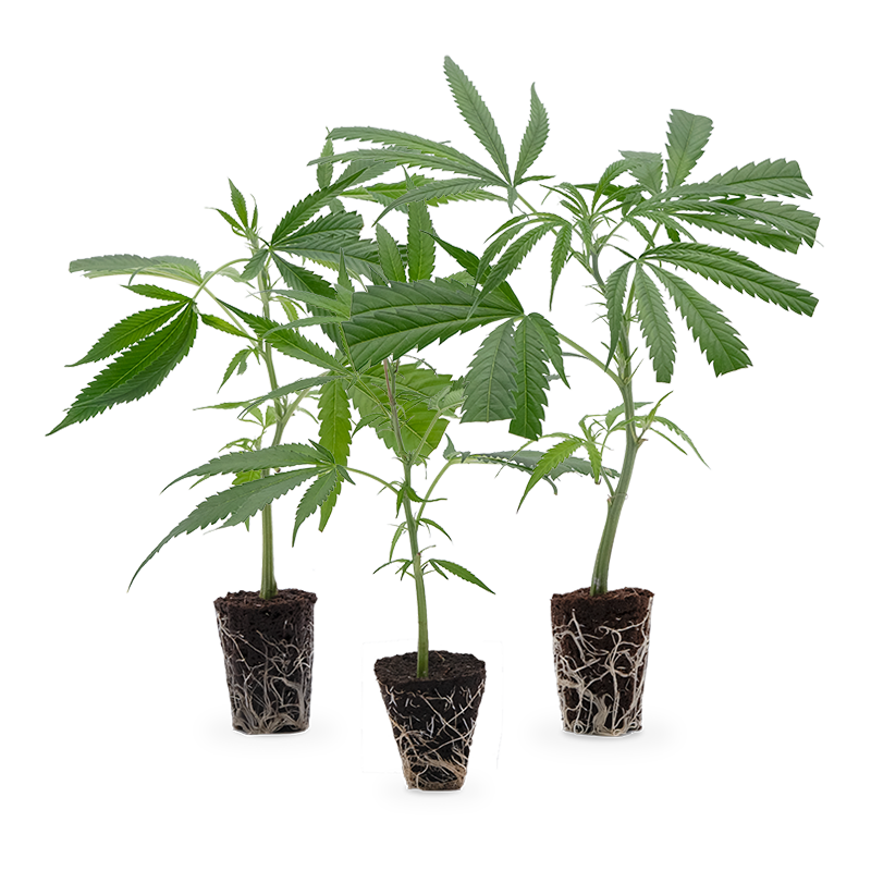 Cannabis-Steckling 3er-Set