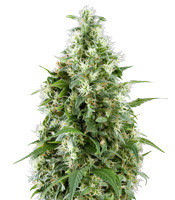 Triple Scoop (DNA Genetics)