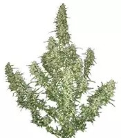 Buddha Magnum Auto (Buddha Seeds)