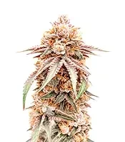 Silver Surfer Haze (Blimburn Seeds)