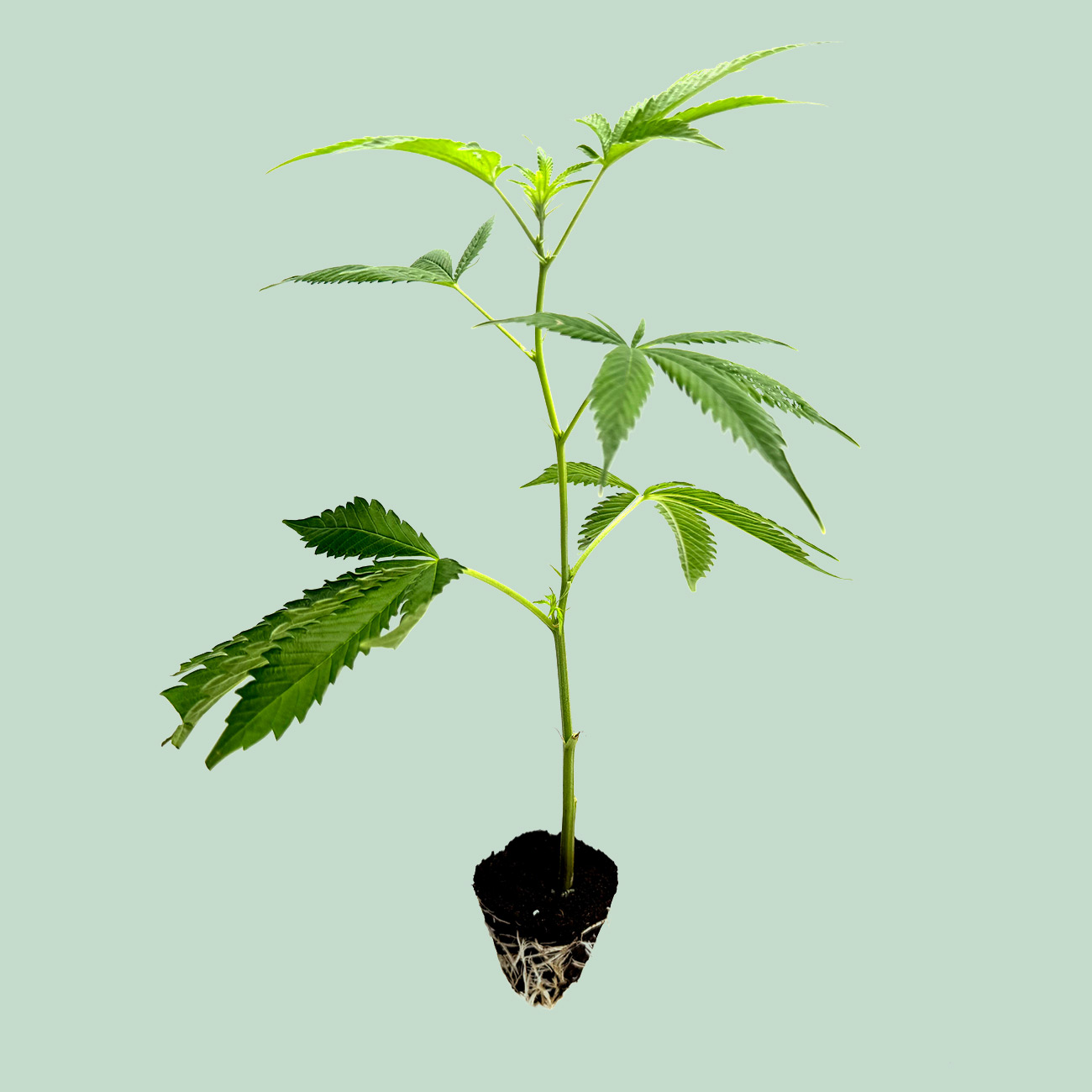 Tropical Gelato - Cannabis Stecklinge