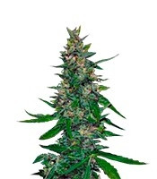 Timanfaya Auto (VIP Seeds)