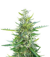 Ak Automatic (Blimburn Seeds)