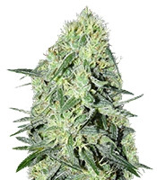 SexBud (Female Seeds)