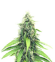 Royal Moby (Royal Queen Seeds)