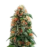 Pineapple Gum (Blackskull Seeds)