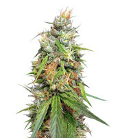 Durban Regular (CannaBioGen)