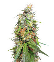 Durban Regular (CannaBioGen)