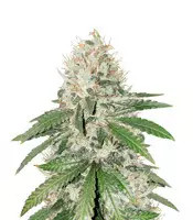 Gorilla Girl (Sweet Seeds)