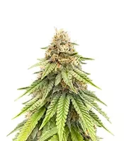 Purple Gelato Autoflower (Seedkeepers)