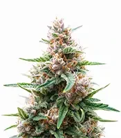 Critical Lights (Expert Seeds)