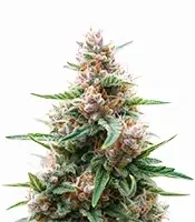 Critical Lights (Expert Seeds)