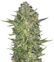 Serious Kush (Serious Seeds)