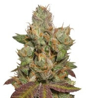 707 Truthband by Emerald Mountain (Humboldt Seeds Organization)