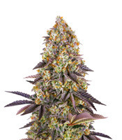 Gelato #45 (Barney's Farm)