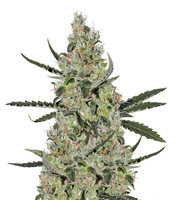 Super Lemon Haze CBD (Green House Seeds)