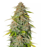 Ice Cream Cake Fast Flowering (Humboldt Seeds Organization)