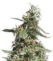 Arjan's Ultra Haze #1 (Green House Seeds)