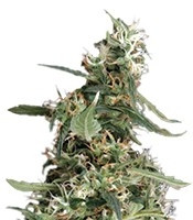 Arjan's Ultra Haze #1 (Green House Seeds)
