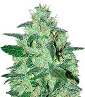 Thunder Bloody Mary Auto (Samsara Seeds)