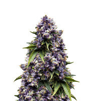Auto Purple (Original Sensible Seeds)