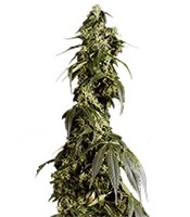 Arjan's Haze #1 (Green House Seeds)